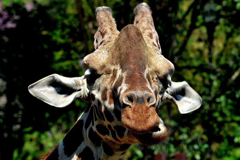 Domenica 22 giugno al Bioparco giornata dedicata a ‘Sua Altezza la giraffa’