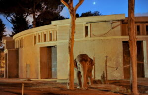 Al Bioparco di Roma i Safari Night, le viste notturne dell’estate