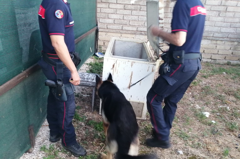 Velletri, operazione anti droga dei carabinieri: 14 arresti