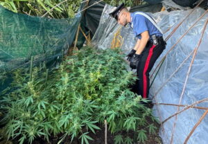 Montelibretti, scoperta dai carabinieri una piantagione di marijuana