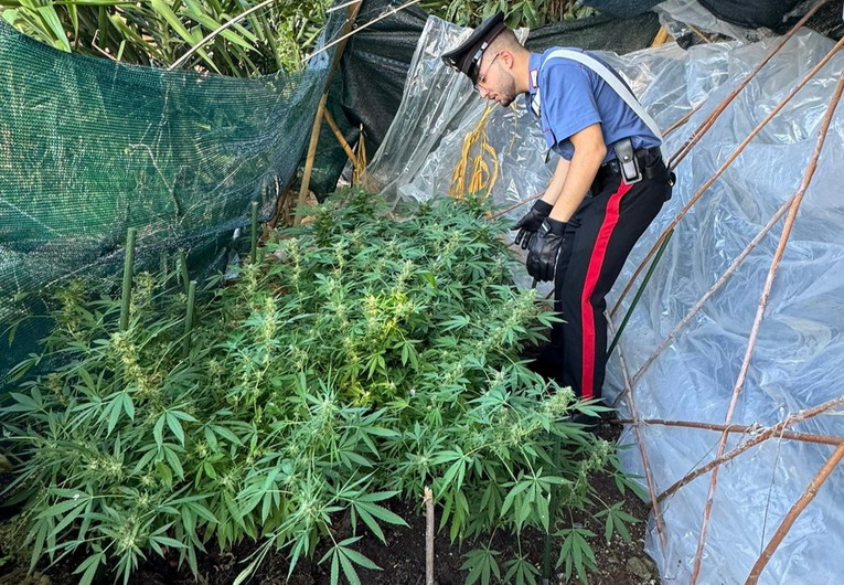 Montelibretti, scoperta dai carabinieri una piantagione di marijuana