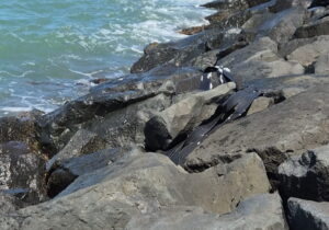 Fiumicino, disperse dalla mareggiata diverse cinghie di gomma: intervento di recupero in corso