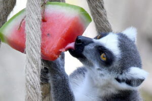 Ferragosto 2025 al Bioparco di Roma, attività educative e cocomero agli animali