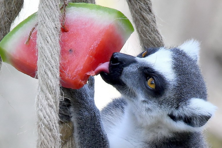 Ferragosto 2025 al Bioparco di Roma, attività educative e cocomero agli animali