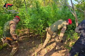 Caulonia, maxi piantagione di marjuana: sequestrate dai carabinieri oltre 2000 piante