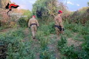 Scoperta maxi piantagione di marijuana a Nicotera: arrestati due uomini in flagranza