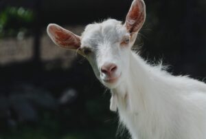 capra