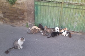 Vitorchiano, appello per salvare la colonia felina