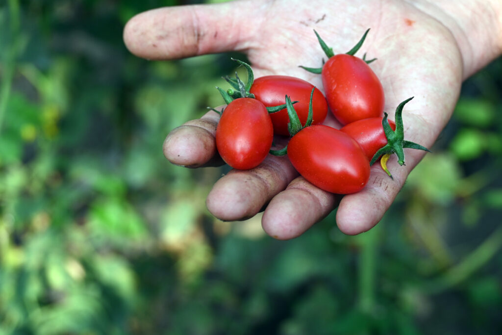 Coltivare Legalità, le aziende agricole targate Coldiretti di Napoli Est raccontano le eccellenze Coltivare Legalità, le aziende agricole targate Coldiretti di Napoli Est raccontano le eccellenze
