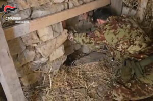 Platì, scoperta piantagione “indoor” in un bunker sotterraneo: denunciato un 67enne