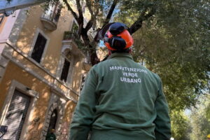 Verde, Alfonsi: "Al via riqualificazione alberature stradali nel quadrante di piazza San Giovanni"