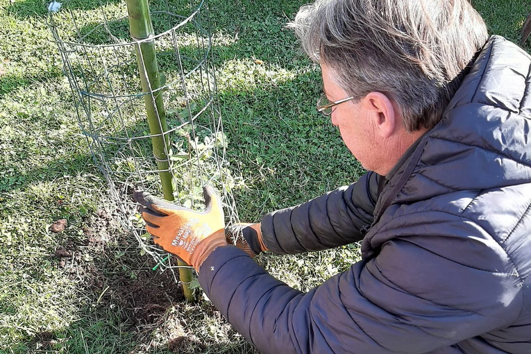 Nuove piante ad Acquapendente per la Festa degli Alberi