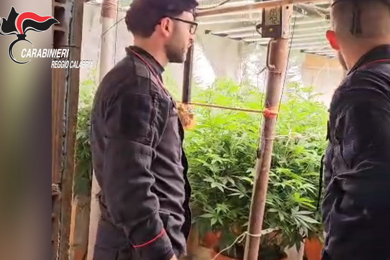 Platì, scoperto bunker con piantagione “indoor” di marijuana: denunciati padre e figlio