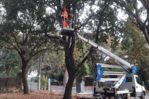 Da Cerenova parte il piano di potatura e cura del patrimonio arboreo