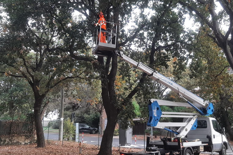 Da Cerenova parte il piano di potatura e cura del patrimonio arboreo