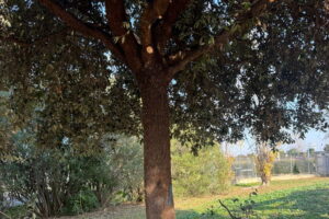 Fiumicino, posizionati 30 nuovi cestini per la raccolta differenziata e avviate le potature stagionali