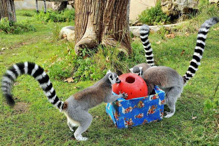 Roma, festività natalizie al Bioparco: eventi e attività per famiglie dal 26 dicembre al 6 gennaio