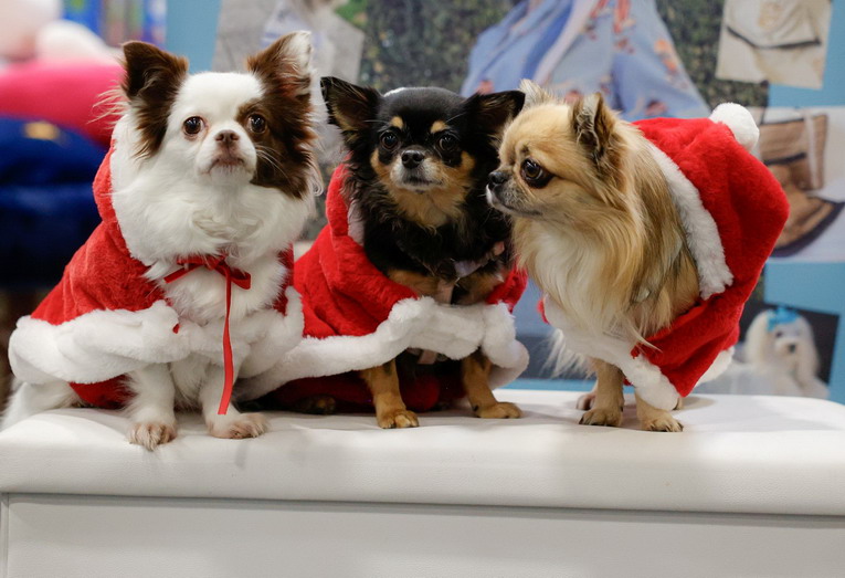 Roma, l’Osservatorio Quattrozampeinfiera analizza le abitudini dei pet owner nella Capitale