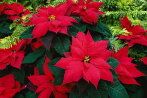 Ail Viterbo, dal 5 all’8 dicembre tornano le Stelle di Natale nelle piazze della Tuscia