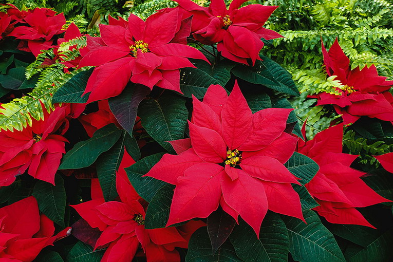 Ail Viterbo, dal 5 all’8 dicembre tornano le Stelle di Natale nelle piazze della Tuscia